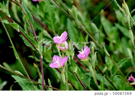 三鷹中原に咲くピンクのユウゲショウ（アカハナユウゲショウ） 50087269