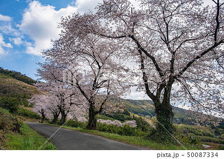 桜 50087334
