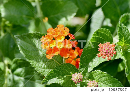 三鷹中原に咲くランタナ（シチヘンゲ） 50087397