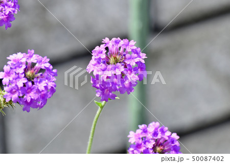 三鷹中原に咲く紫色の宿根バーベナ 三鷹中原に咲く紫色の宿根バーベナ 50087402