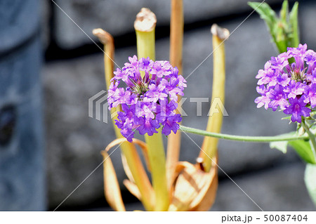 三鷹中原に咲く紫色の宿根バーベナ 50087404