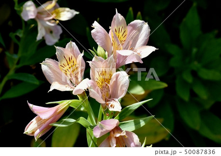 三鷹中原に咲くピンクのアルストロメリア 50087836