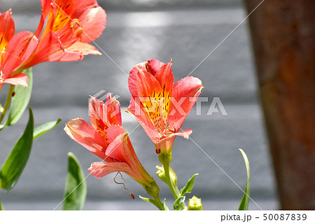 三鷹中原に咲くオレンジのアルストロメリア 50087839