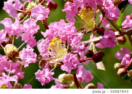 三鷹中原に咲くピンクのサルスベリの花 三鷹中原に咲くピンクのサルスベリの花 50087843