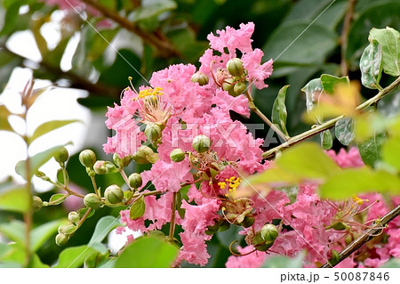 三鷹中原に咲くピンクのサルスベリの花 三鷹中原に咲くピンクのサルスベリの花 50087846
