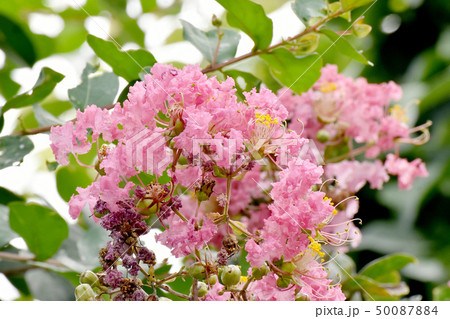 三鷹中原に咲くピンクのサルスベリ 50087884