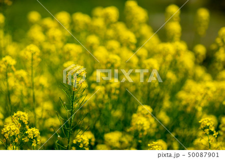 花 植物 蝶 昆虫 熱帯 開花 タンポポ 菜の花 花 植物 蝶 昆虫 熱帯 開花 タンポポ 菜の花 50087901