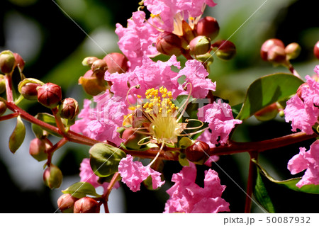 三鷹中原に咲くピンクのサルスベリ 50087932