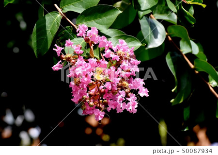 三鷹中原に咲くピンクのサルスベリ 50087934