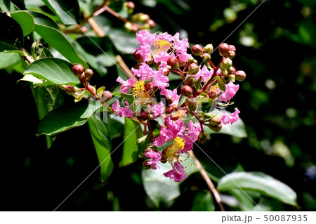 三鷹中原に咲くピンクのサルスベリ 50087935