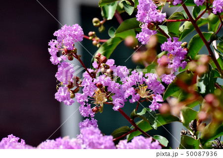 三鷹中原に咲く紫色のサルスベリの花 50087936
