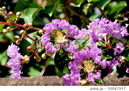 三鷹中原に咲く紫色のサルスベリの花 50087937