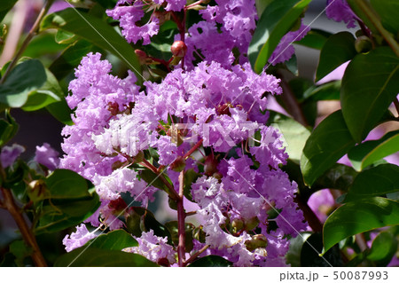 三鷹中原に咲く紫色のサルスベリの花 三鷹中原に咲く紫色のサルスベリの花 50087993