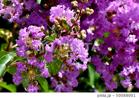 三鷹中原に咲く紫色のサルスベリの花の写真素材