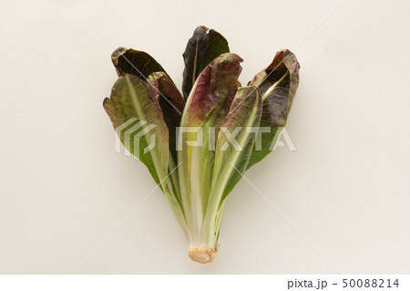 トレビス 50088214