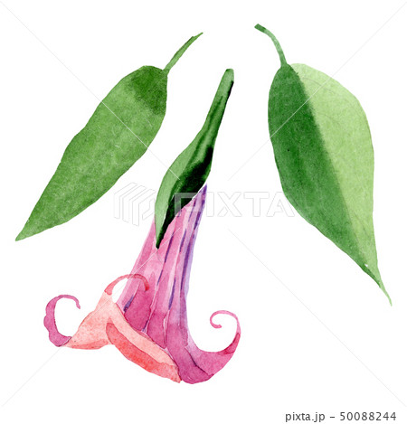 Pink brugmansia floral botanical flowers. Watercolor background set. Isolated brugmansia 50088244