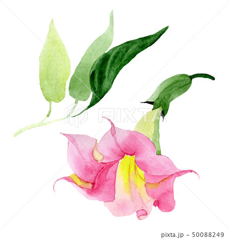 Pink brugmansia floral botanical flowers. Watercolor background set. Isolated brugmansia Pink brugmansia floral botanical flowers. Watercolor background set. Isolated brugmansia 50088249
