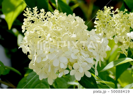 三鷹中原に咲く白いアジサイの花 三鷹中原に咲く白いアジサイの花 50088419
