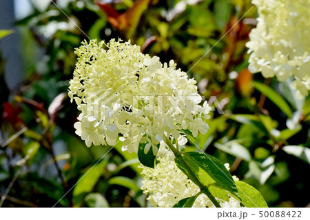 三鷹中原に咲く白いアジサイの花 三鷹中原に咲く白いアジサイの花 50088422