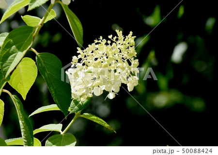 三鷹中原に咲く白いアジサイの花 50088424