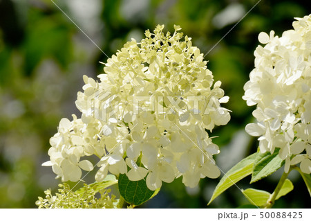 三鷹中原に咲く白いアジサイの花 三鷹中原に咲く白いアジサイの花 50088425