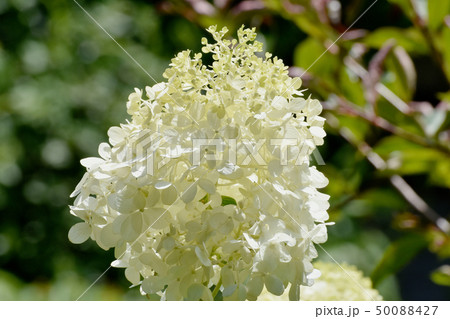 三鷹中原に咲く白いアジサイの花 50088427