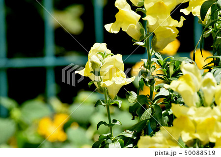 三鷹中原に咲く黄色いキンギョソウ 50088519