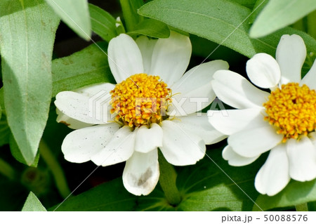 三鷹中原に咲く白いヒャクニソウ 50088576