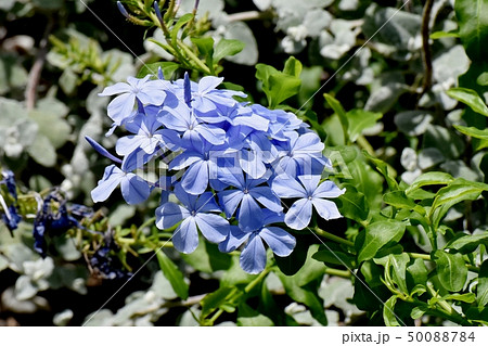 三鷹中原に咲く淡い青色のルリマツリ 50088784
