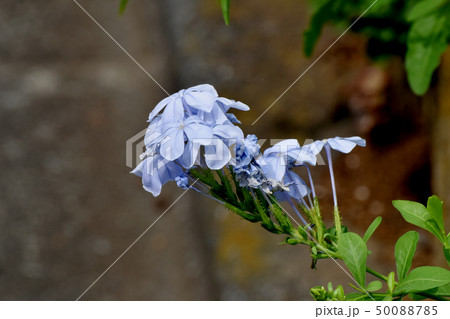 三鷹中原に咲く淡い青色のルリマツリ 50088785