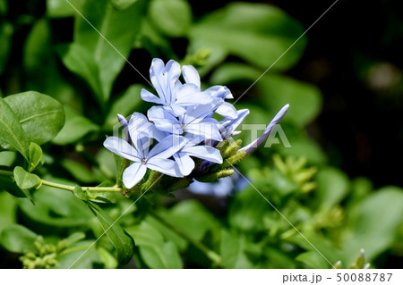 三鷹中原に咲く淡い青色のルリマツリ 三鷹中原に咲く淡い青色のルリマツリ 50088787
