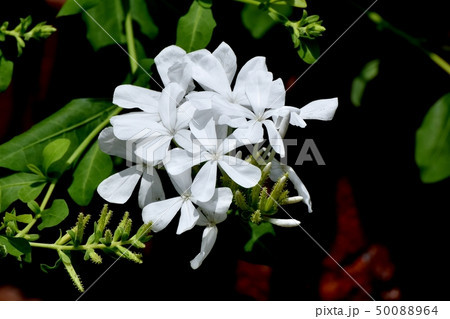 三鷹中原に咲く白いルリマツリ 50088964