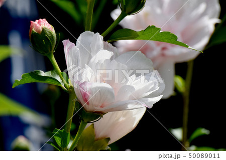 三鷹中原に咲く薄いピンクの八重咲きムクゲの写真素材