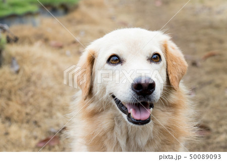 Brown color hybrid dog waiting for owner Brown color hybrid dog waiting for owner 50089093