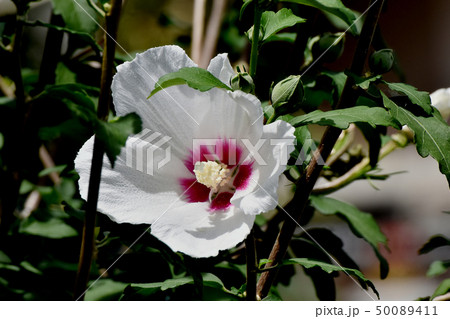 三鷹中原に咲く白いムクゲの花 50089411