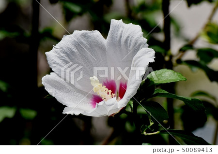三鷹中原に咲く白いムクゲの花 50089413