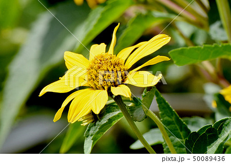 三鷹中原に咲く黄色いヒメヒマワリ（キクイモモドキ） 50089436
