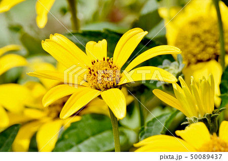 三鷹中原に咲く黄色いヒメヒマワリ（キクイモモドキ） 50089437