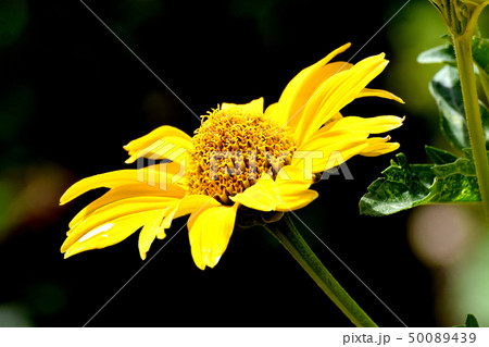 三鷹中原に咲く黄色いヒメヒマワリ（キクイモモドキ） 50089439