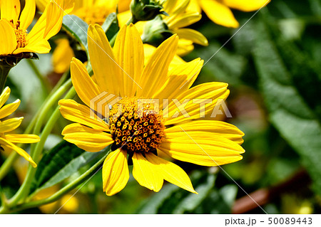 三鷹中原に咲く黄色いヒメヒマワリ（キクイモモドキ） 50089443