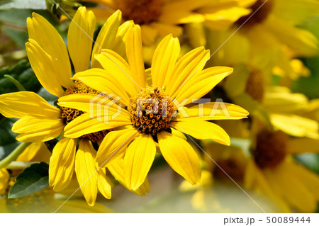 三鷹中原に咲く黄色いヒメヒマワリ（キクイモモドキ） 50089444