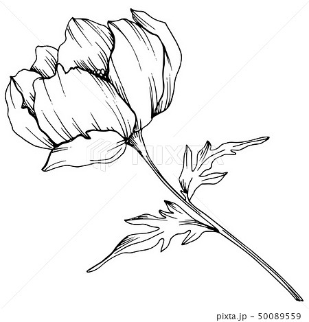 Vector Anemone floral botanical flower. Black and white engraved ink art. Isolated anemone Vector Anemone floral botanical flower. Black and white engraved ink art. Isolated anemone 50089559