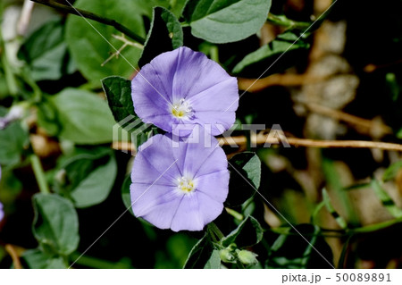 三鷹中原に咲く薄い青紫のセイヨウヒルガオ 三鷹中原に咲く薄い青紫のセイヨウヒルガオ 50089891