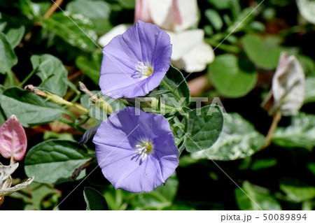 三鷹中原に咲く薄い青紫のセイヨウヒルガオ 50089894