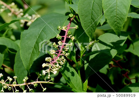 三鷹中原になる未完熟なヨウシュヤマゴボウの実 50089919