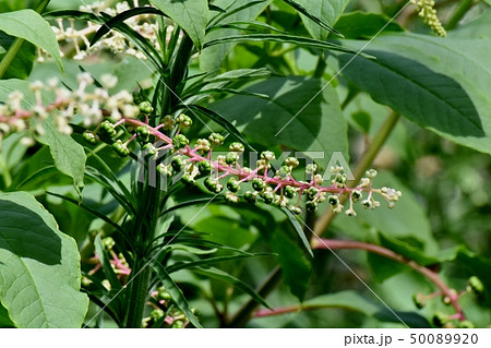 三鷹中原になる未完熟なヨウシュヤマゴボウの実 三鷹中原になる未完熟なヨウシュヤマゴボウの実 50089920