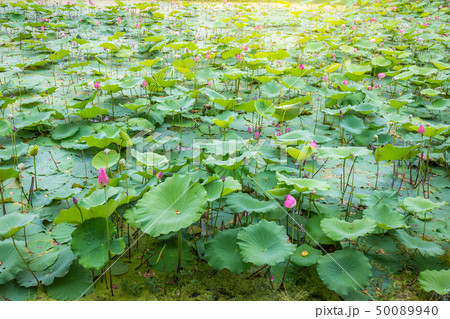 Asian Lotus ponds landscape in the lake Asian Lotus ponds landscape in the lake 50089940