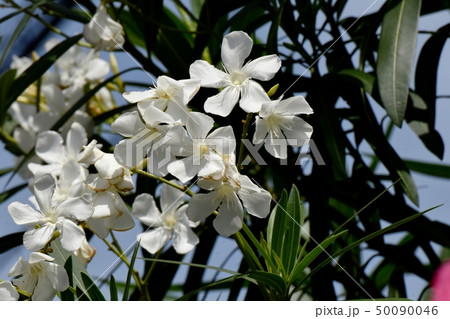 三鷹中原に咲く白いキョウチクトウの花 50090046