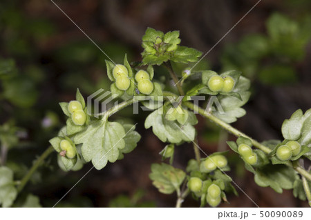 イヌノフグリ 50090089