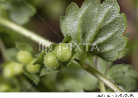 イヌノフグリ 50090090